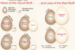 1_nutrition-facts-pastured-eggs-factory-eggs