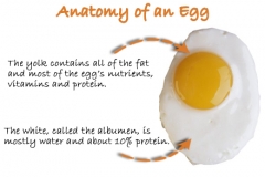 Anatomy-of-an-Egg