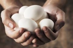 eggs-hands-rotator